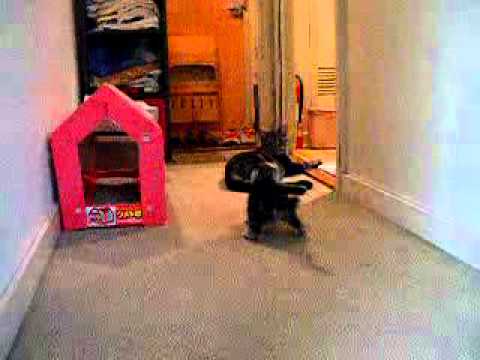 【猫編】ぴょん！　ぴょん！　ぴょん！