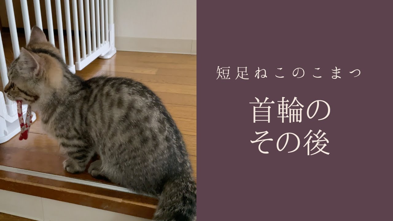 【短足仔猫】誕生日にあげた首輪のその後 #Shorts