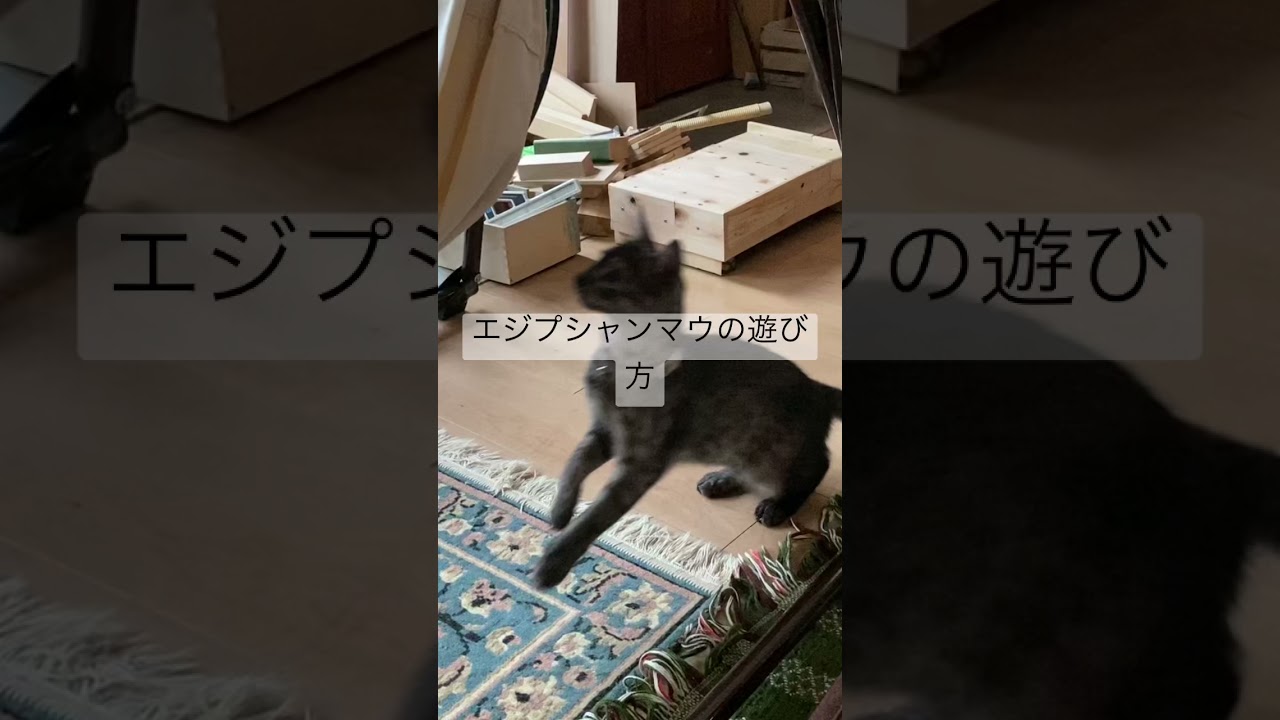 あ、ハンモックやピョーン【エジプシャンマウ】