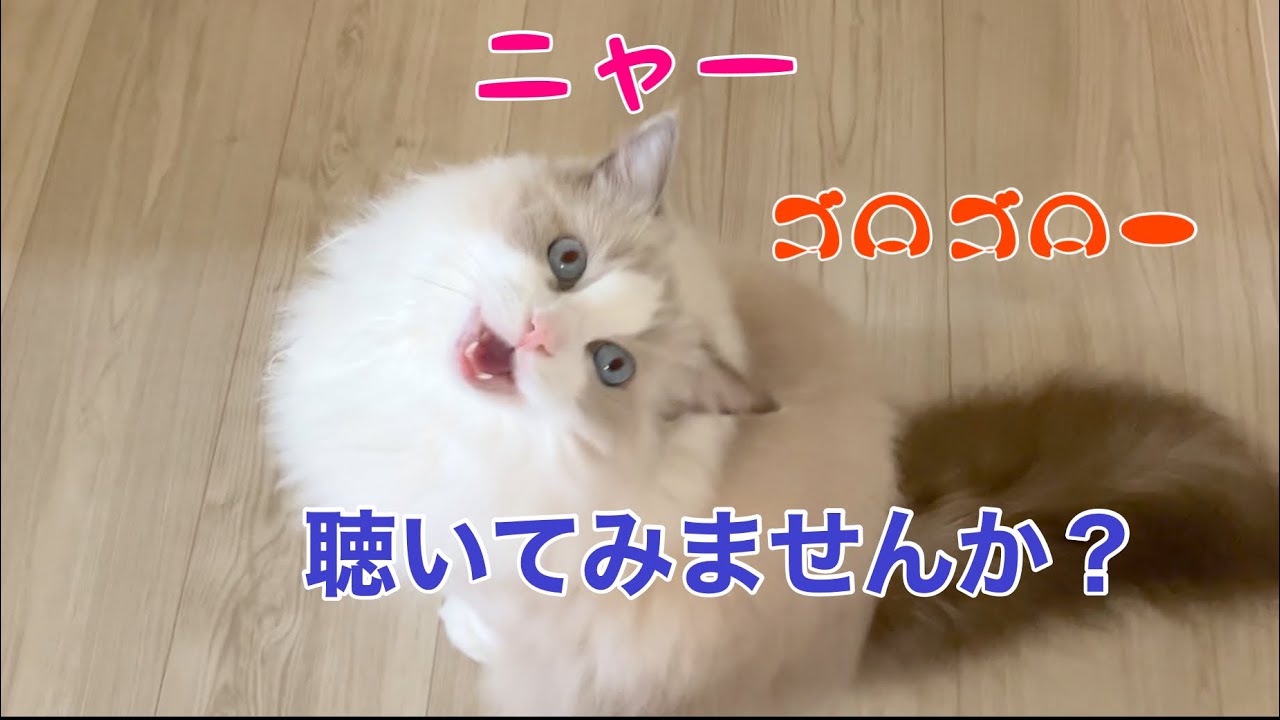 【ラグドールのリリーちゃん】猫の鳴き声・ゴロゴロ