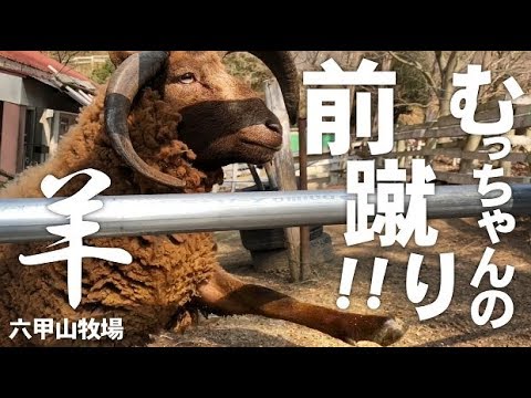 ひつじのキック【六甲山牧場】遊びたくてイィーーーっとなるマンクスロフタンのむっちゃん前蹴り炸裂っ!!