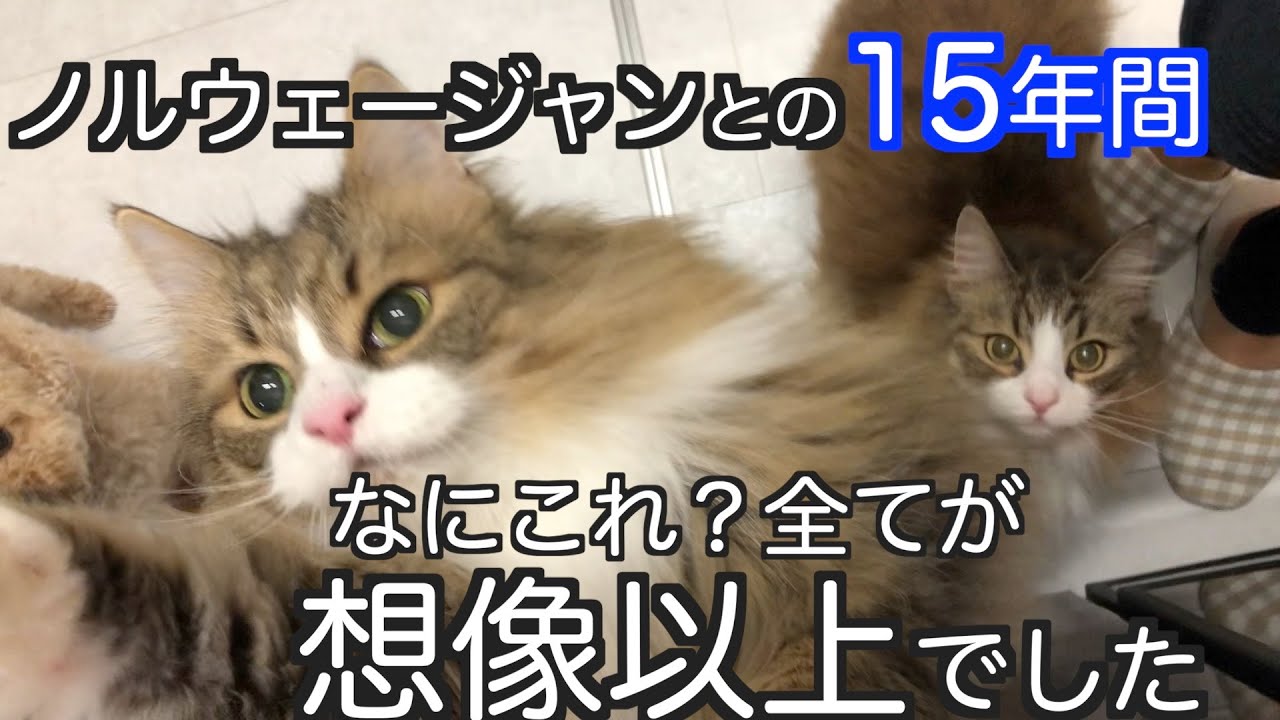15年間の5匹のノルウェージャンとの生活は想像以上のことばかりでした。ノルウェージャンフォレストキャット