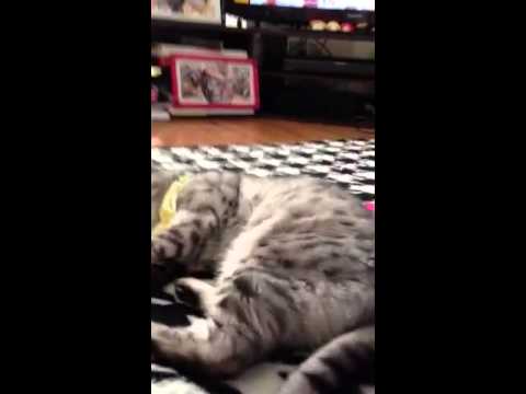 猫 オシキャット 死んだふり 面白動画