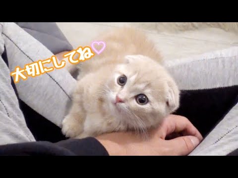 家に来た子猫が可愛すぎる。【短足マンチカン】