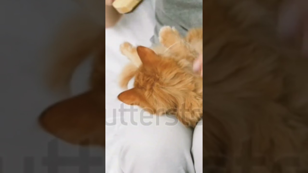brown cats very cute #cat #catlover #catvideos
