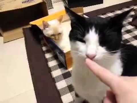 【猫編】全員集結！！ダンボールだらけ...