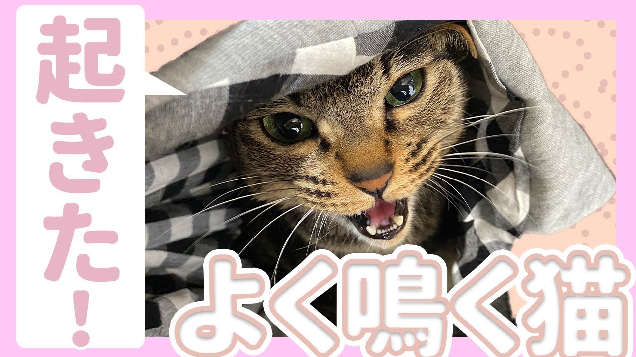 お昼寝から目覚めたらよく鳴く猫/キジトラ猫/日本猫