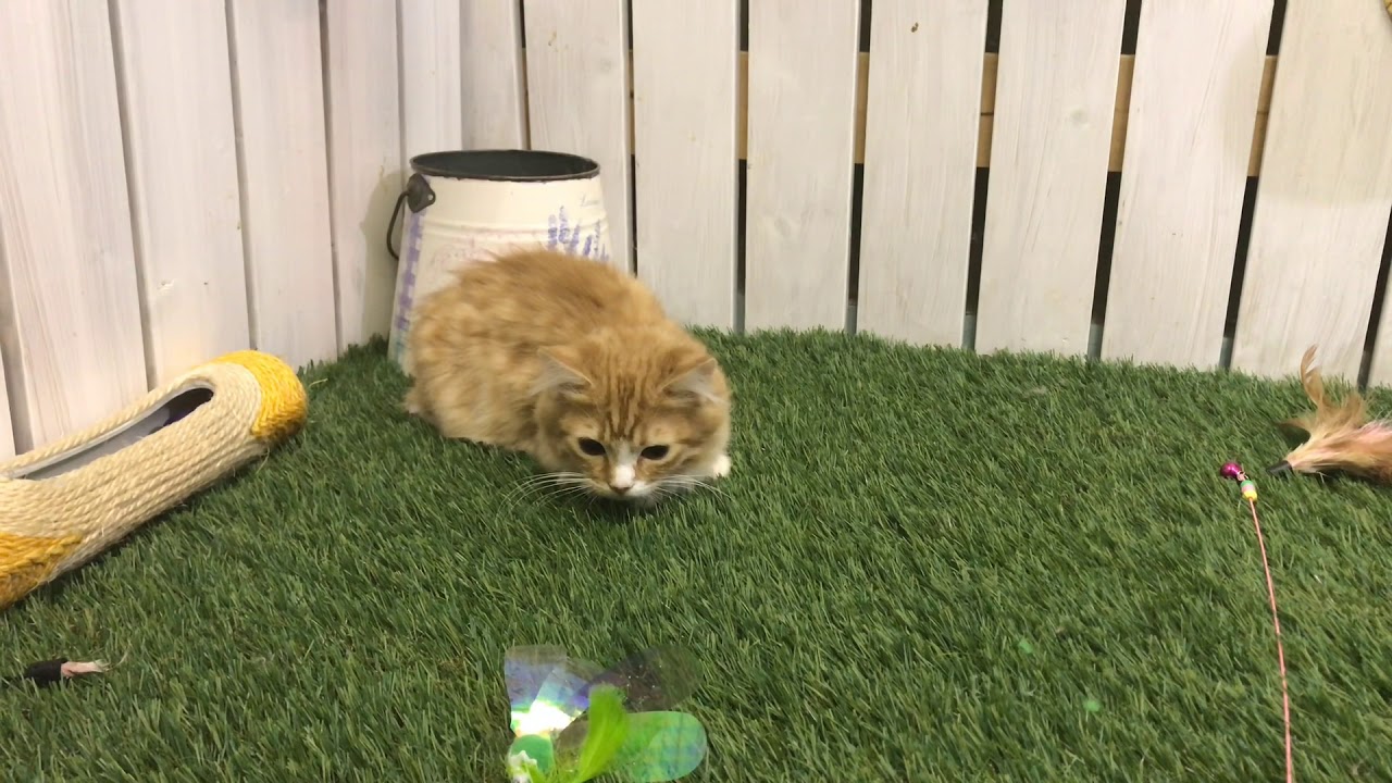 【ナナハチ’s ROOM】短足マンチカン☆ロングヘア  レッドタビー＆ホワイトの女の子 20191025