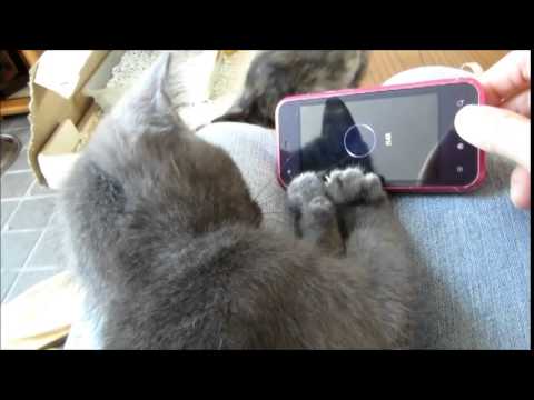 サバ白猫・コラット猫（ミックス）・サビ猫-雄・雌-0.5歳・1歳-08・25-9・20-1