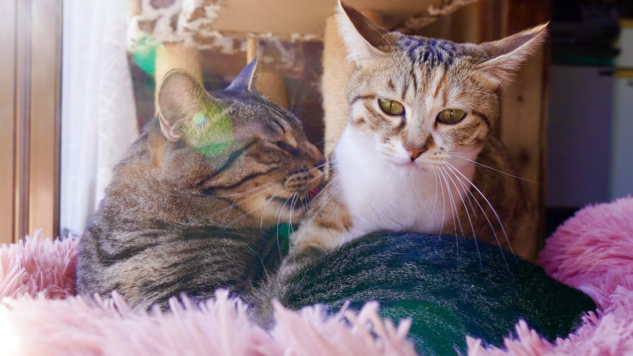 「よしよし‥」発情期に困惑する子猫を上手に寝かしつける先輩猫に感動した