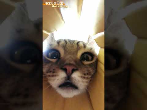 激カワすぎる猫動画が撮れました　/キンカロー　マンチカン×アメリカンカール　#Shorts