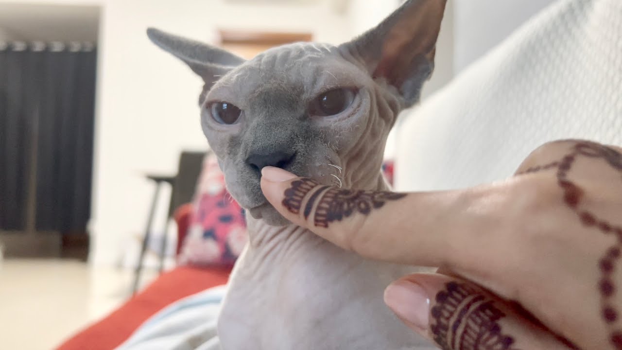 ある事が気になってくつろぎきれない猫【スフィンクス猫】