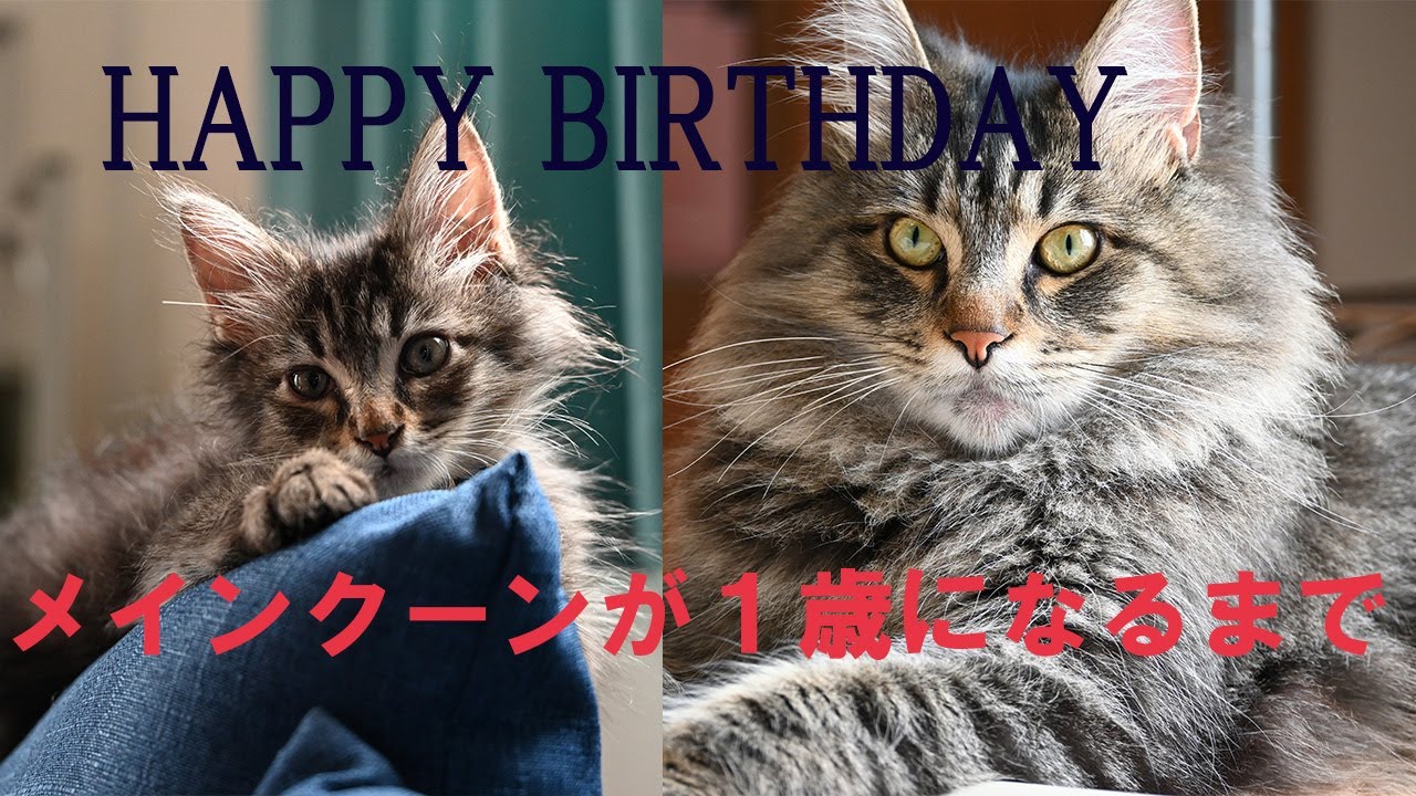 メインクーンが１歳になるまで！！成長と初猫飼い主との１年。猫風邪、アレルギーを経て元気な一歳になりました。Until Mainecoon is one year old.Happy birthday♡