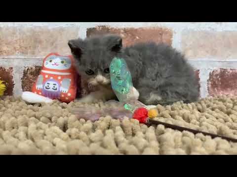 セルカークレックス7/24♂