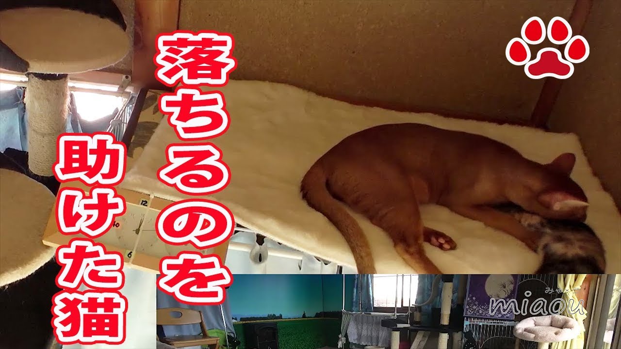 あ！落ちる！仔猫を助けたアビシニアン【瀬戸のるか日記】Luca kitten rescued