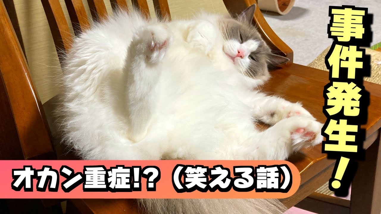 凶暴なラグドールと３年間一緒に暮らしたオカン！２人の絆は・・・現在重症（笑）【面白かった話】