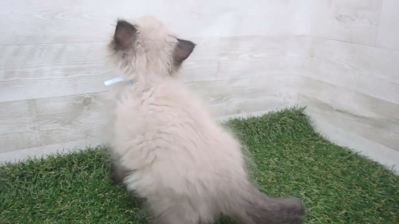 Coo&RIKU　No00586131 ヒマラヤン