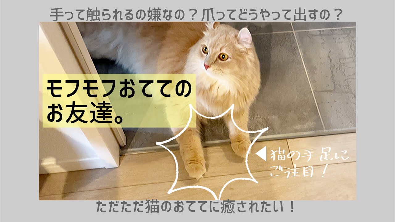 【アメリカンカール・ソマリ】猫のおてて大解剖！！ふわふわもこもこで可愛すぎる！