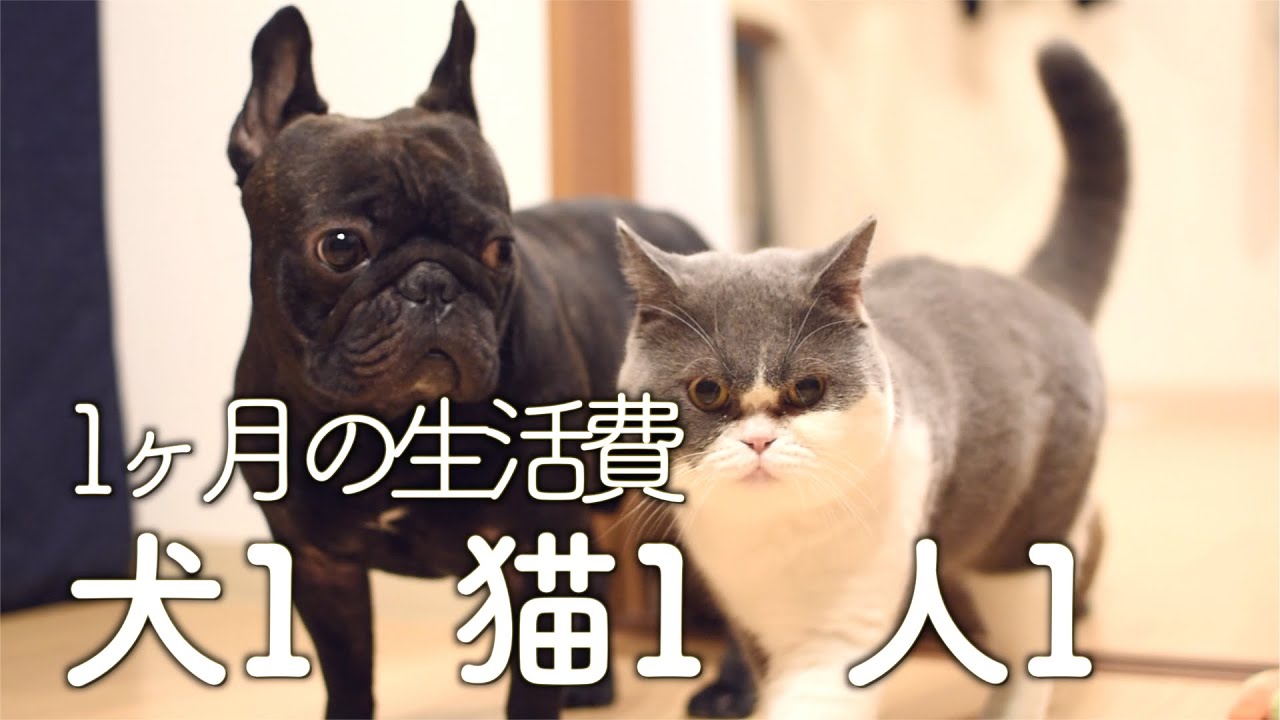 【生活費】フレンチブルドッグ&ブリティッシュショートヘア　1ヶ月の生活費【30代（男）一人暮らし】