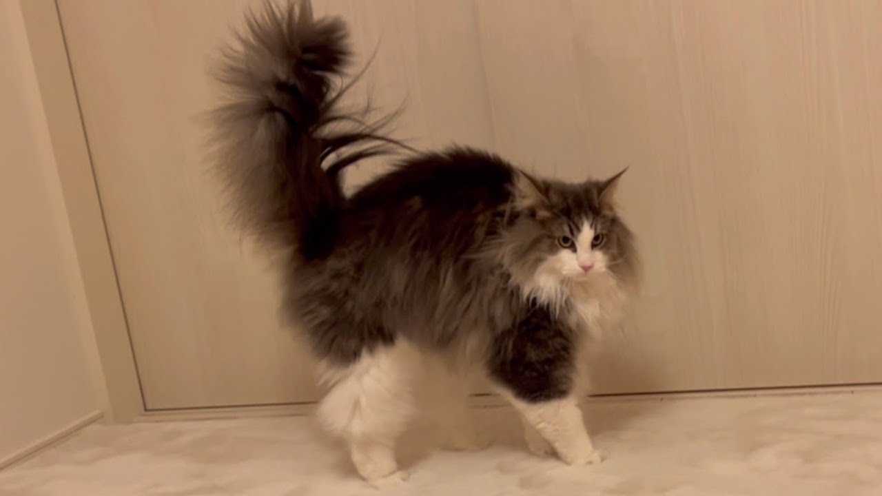 【威嚇⁉︎】激しいじゃれあいをする仲良し兄弟ノルウェージャンフォレストキャットww