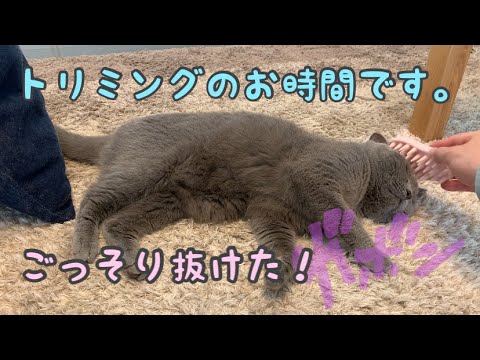 毛をといたらごっそり抜けた！動きが可愛い猫【シャルトリュー】