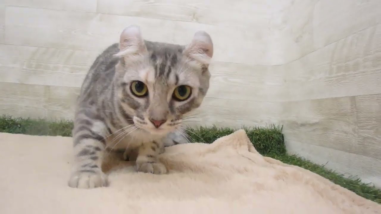 Coo&RIKU　No00584849 アメリカンカール