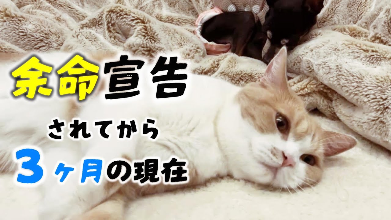 余命3ヶ月と言われたちくわが検査を受けました　649話