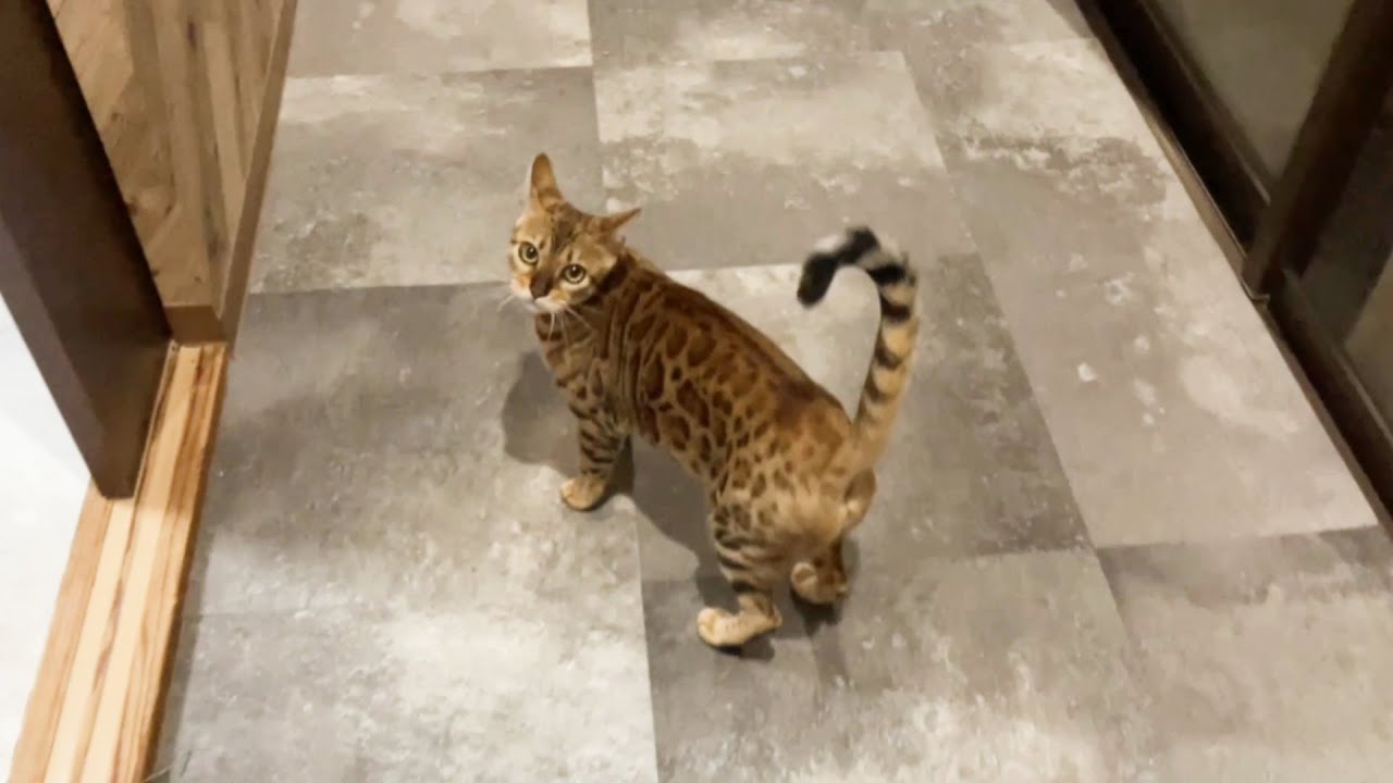 ベンガル猫のエコル、新居での1日に密着