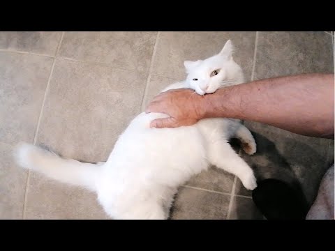 ねこのウサギちゃん　芸を強要したら怒られた・・・