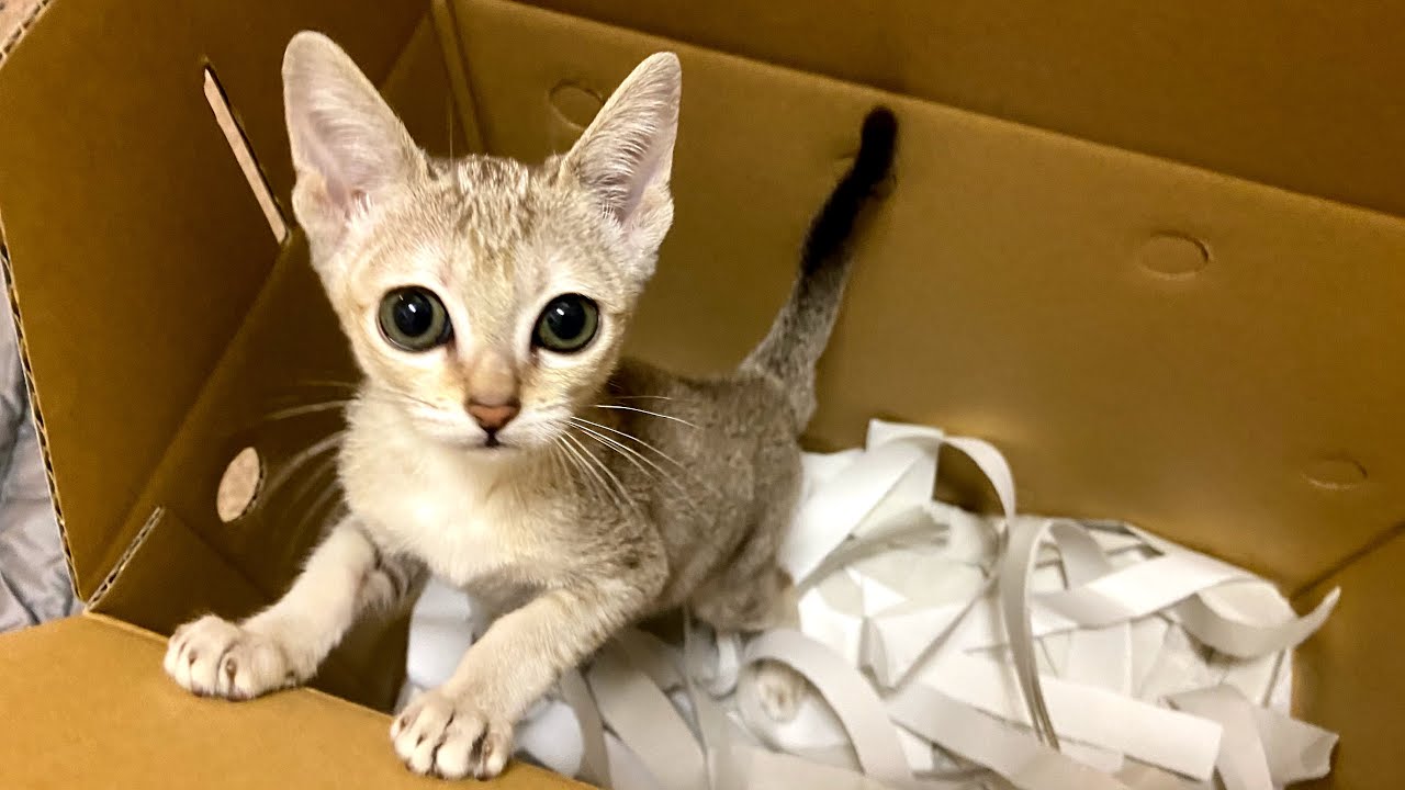[生後2ヶ月] 世界一可愛いシンガプーラの子猫がやってきた！！