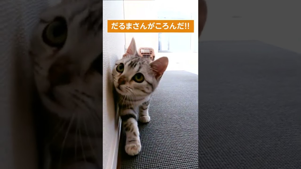 だるまさんがころんだをする子猫【アメリカンショートヘアー】 #shorts #こねこ #アメショー