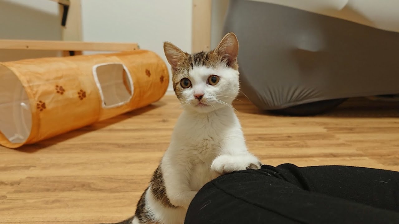障害を持つ子猫の幸せを考えたらケージの半分トイレになっちゃいました