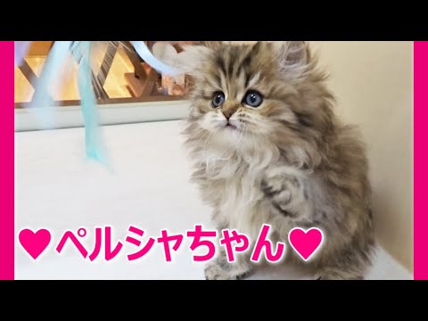 ☆フワフワかわいいペルシャ猫ちゃん☆チンチラゴールデンのペルシャ猫ちゃんの猫動画♡短足長毛マンチカン・ミヌエット専門ブリーダー『ペット蔵人』