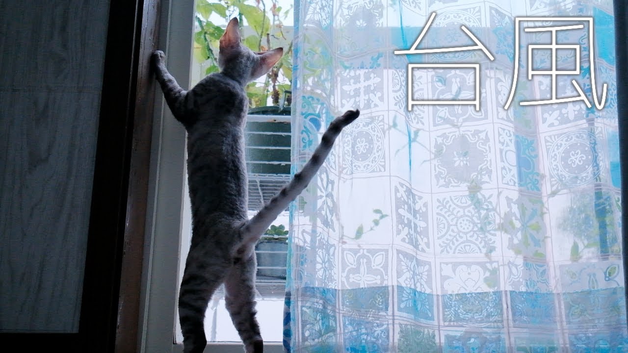 はじめての台風／デボンレックス