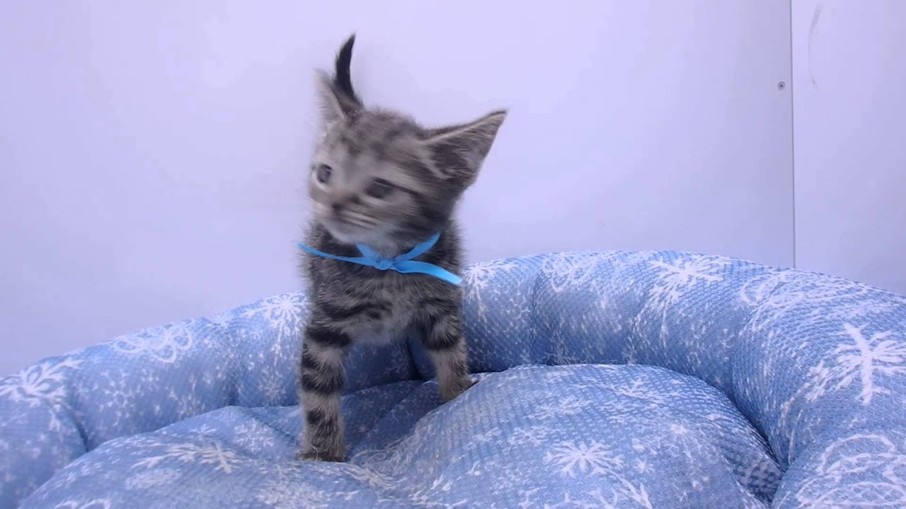 273460　アメリカンショートヘアー