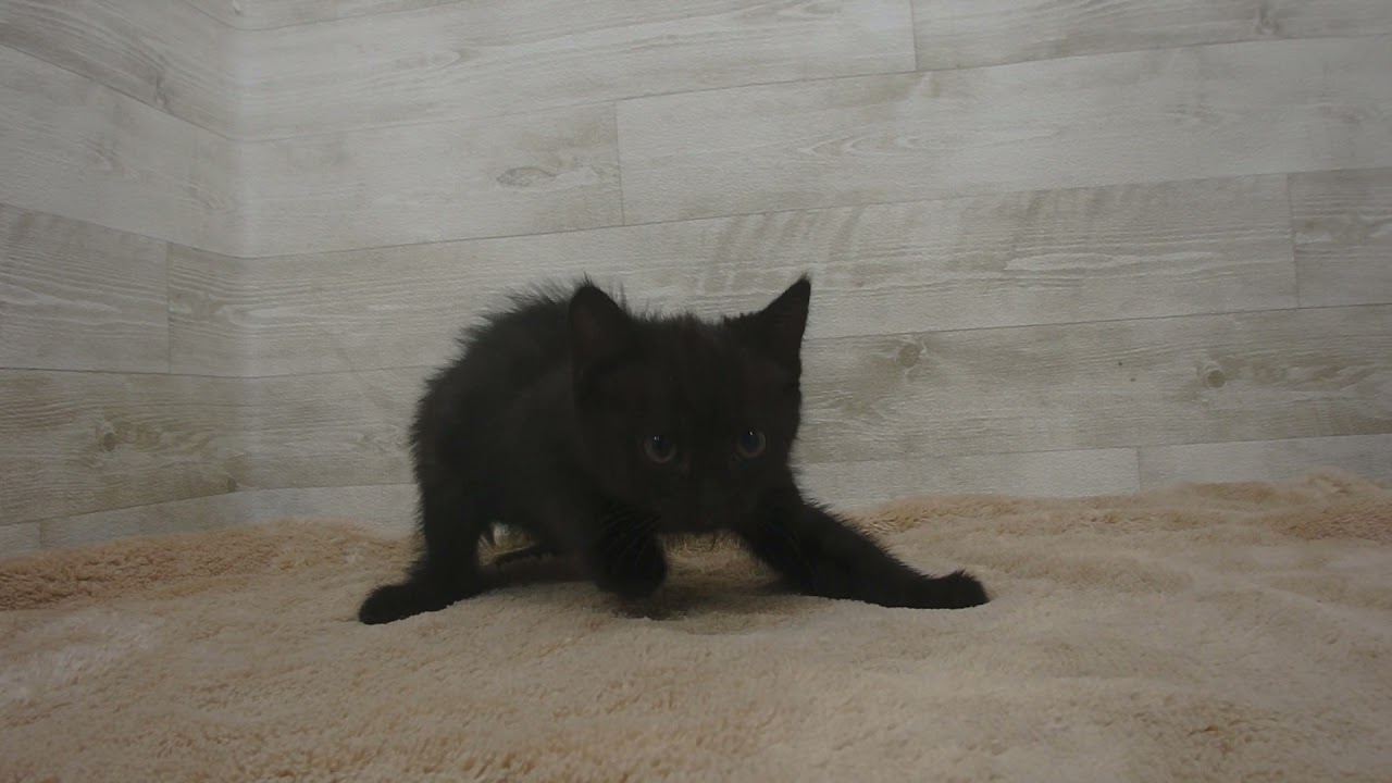 Coo&RIKU　No00562873 ボンベイ