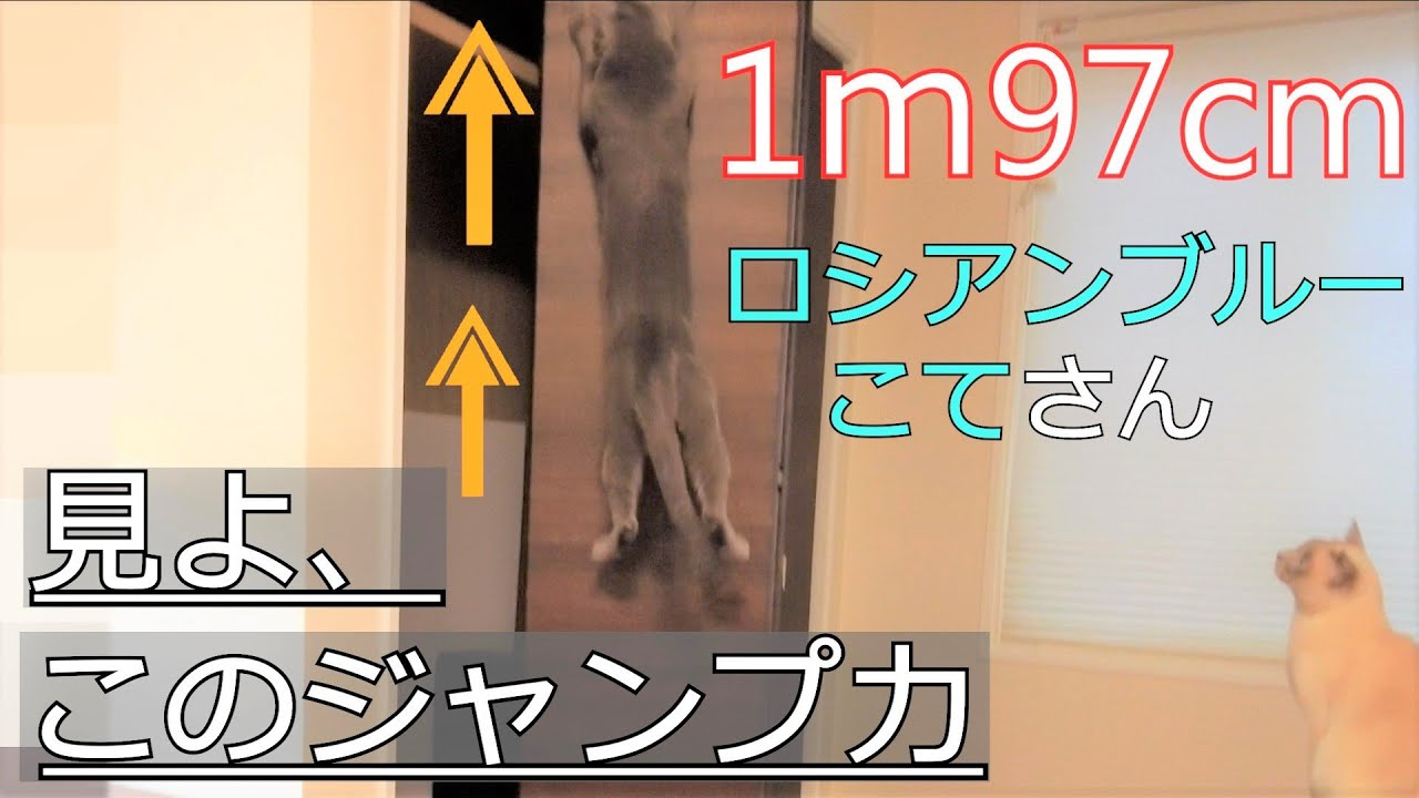 【脚力】【ロシアンブルー×トンキニーズ】さすが、ロシアンブルー！ジャンプ力がすごい（＃45）