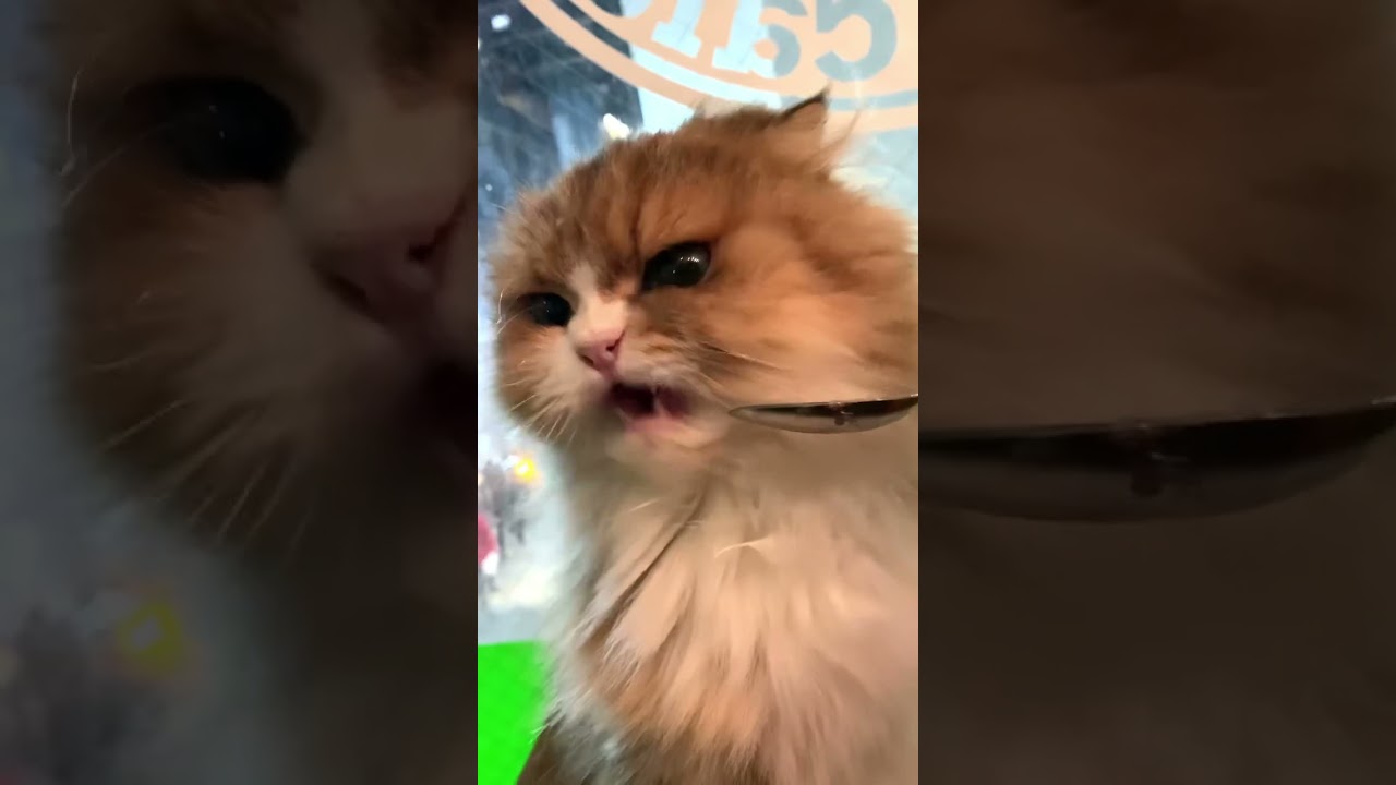 お気に入りのふたりにちゅーるをあげてみた♡｜猫カフェ #shorts
