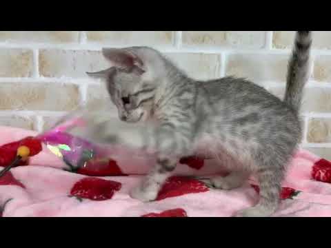 エジプシャンマウ　7/20♂