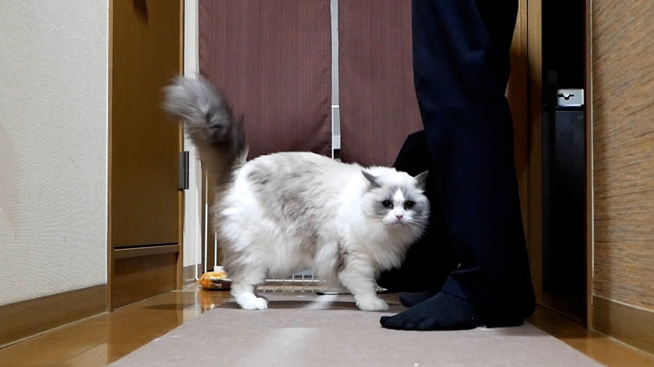 ラグドールと暮らしている猫大好きおじさん、今日も無事に帰宅しました。