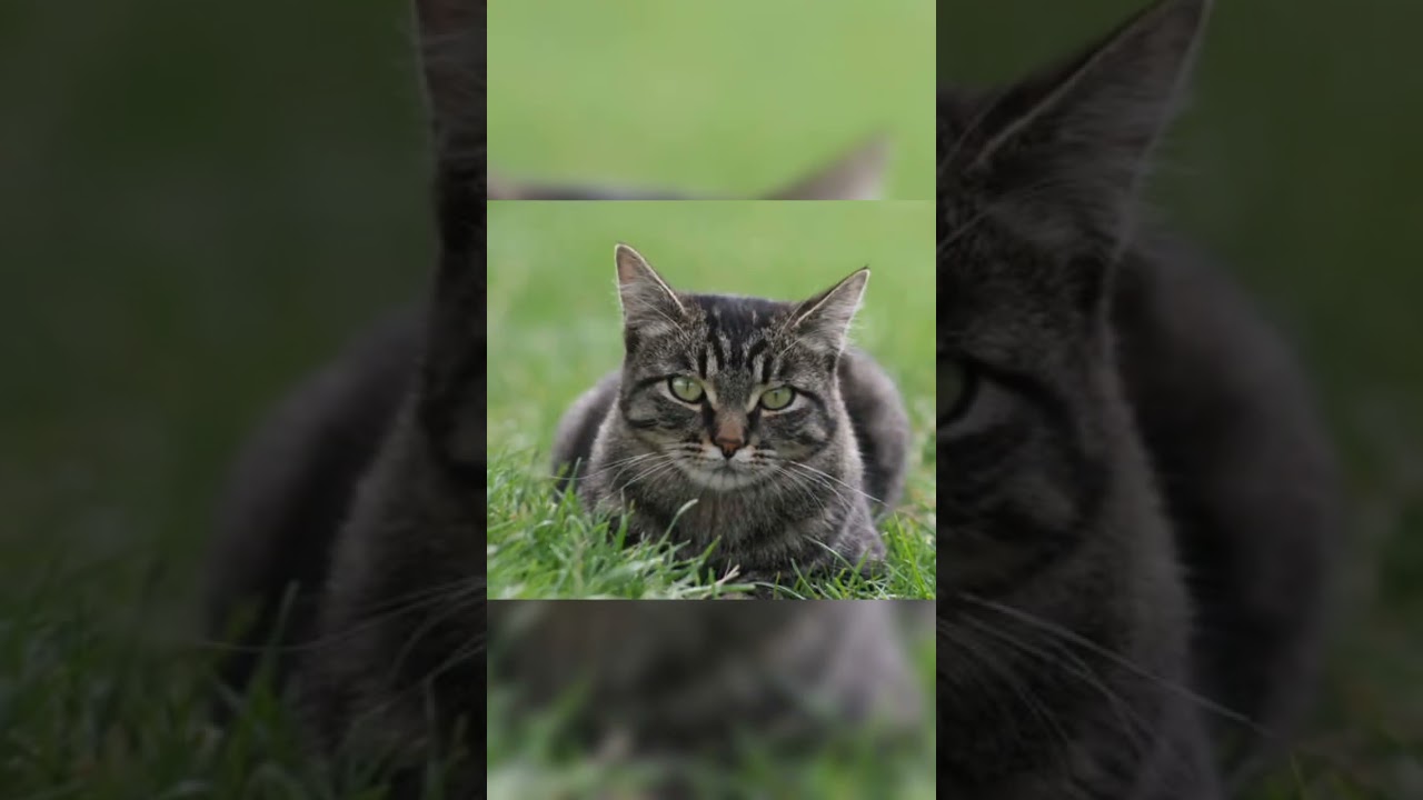 Manx 😺 #cats #animals #shorts