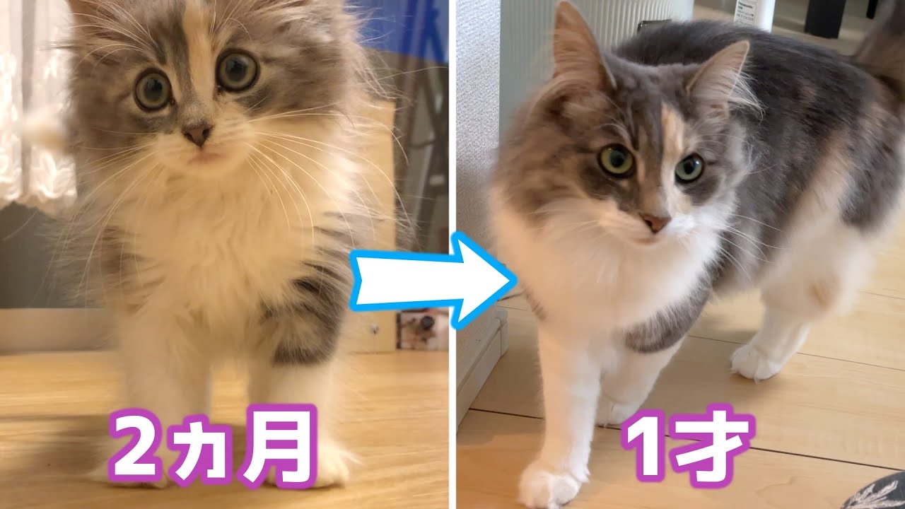 【成長過程】ノルウェージャン（女の子）が1才になるとどれくらい大きくなる？　【ノルウェージャンフォレストキャット】