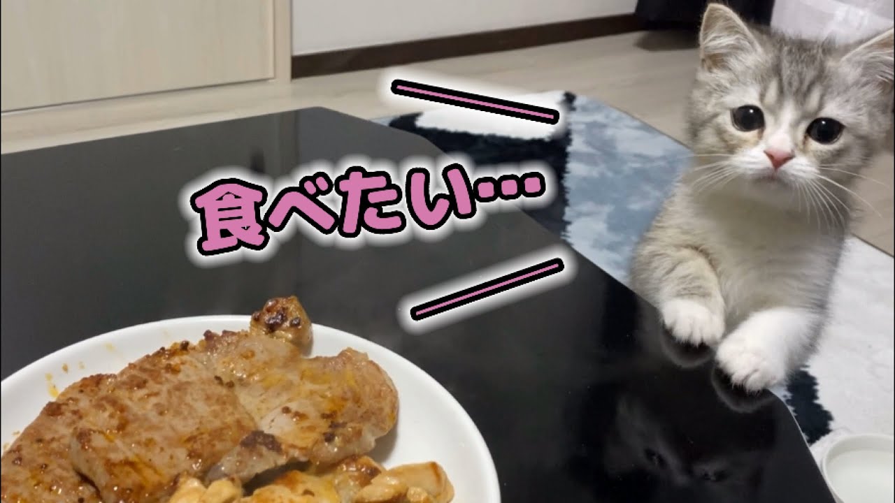 子猫が初めてステーキを見ると、こうなります…【スコティッシュフォールド】