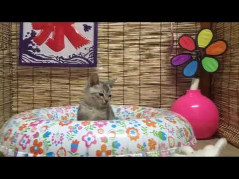 ペットショップcoo＆Riku　No330084　オシキャット