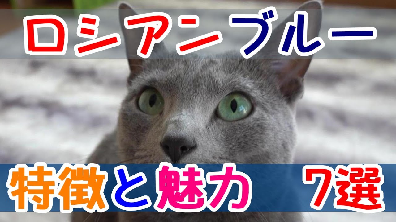 特徴7選【ロシアンブルー】特徴と魅力の7選！ロシアンブルー好き、これから飼いたい方も必見！もちろん猫好きさん、モフ好きさんも見てね
