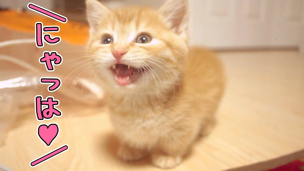 短足マンチカンの子猫時代が天使すぎる！子猫の頃から鳴き声が特徴的だった！？