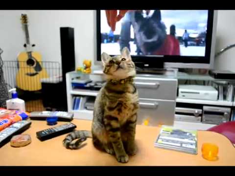 【子猫編】立ち上がると想像以上に背の高い子猫