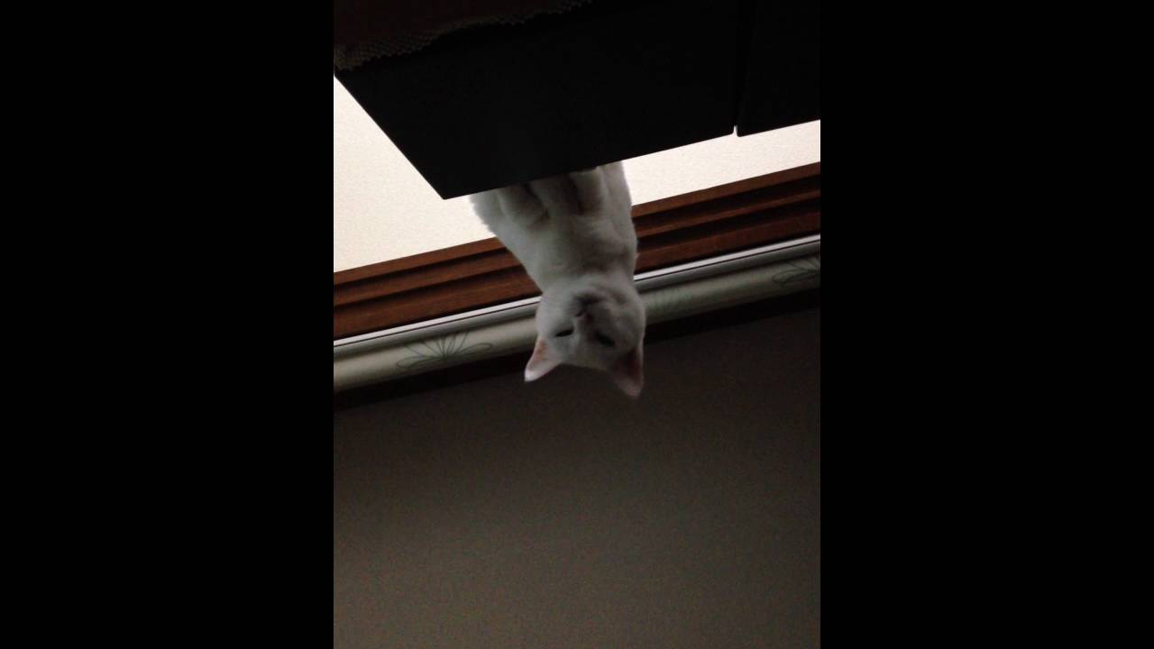 日本猫　寝ている人間をじっと見降ろしているモモ