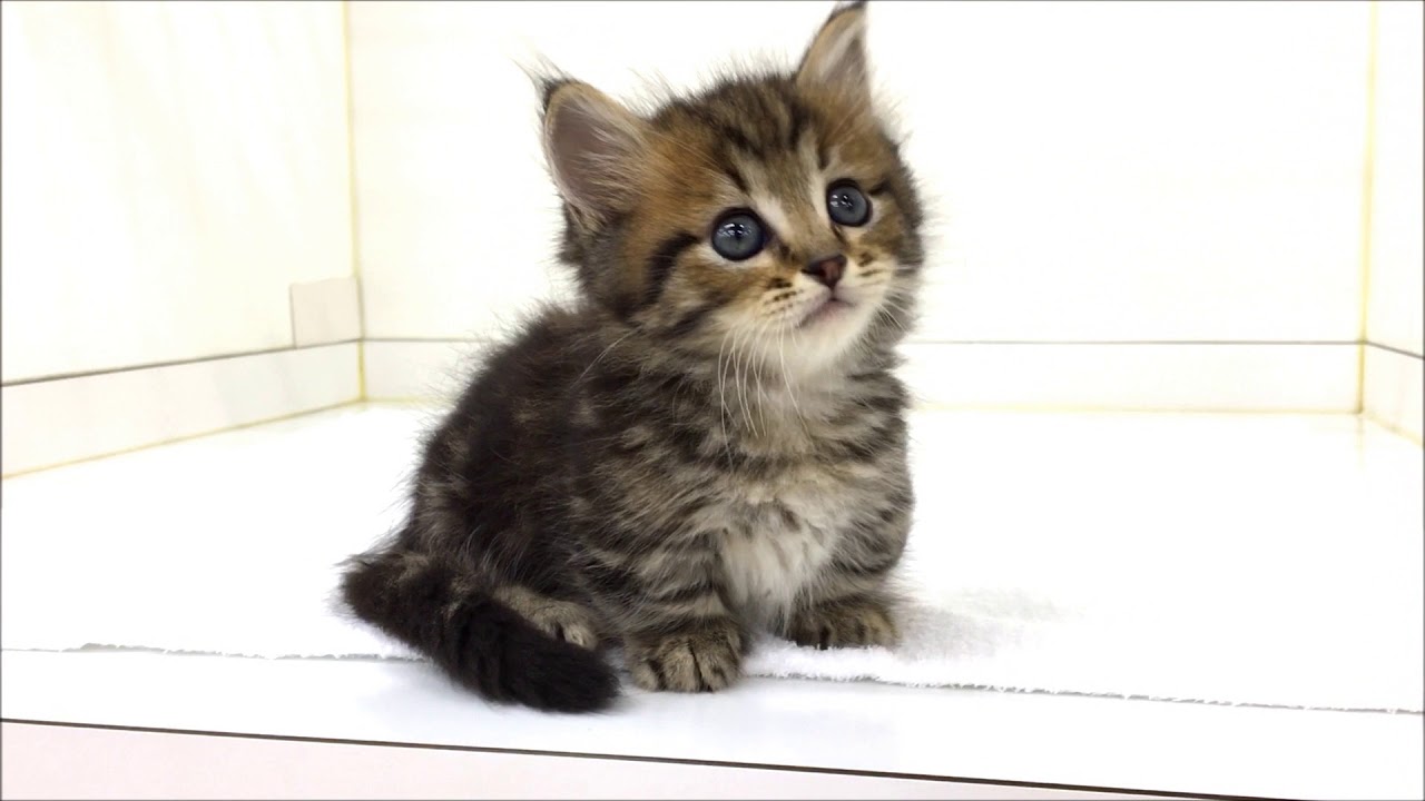 激カワ☆ロングのマンチカン☆