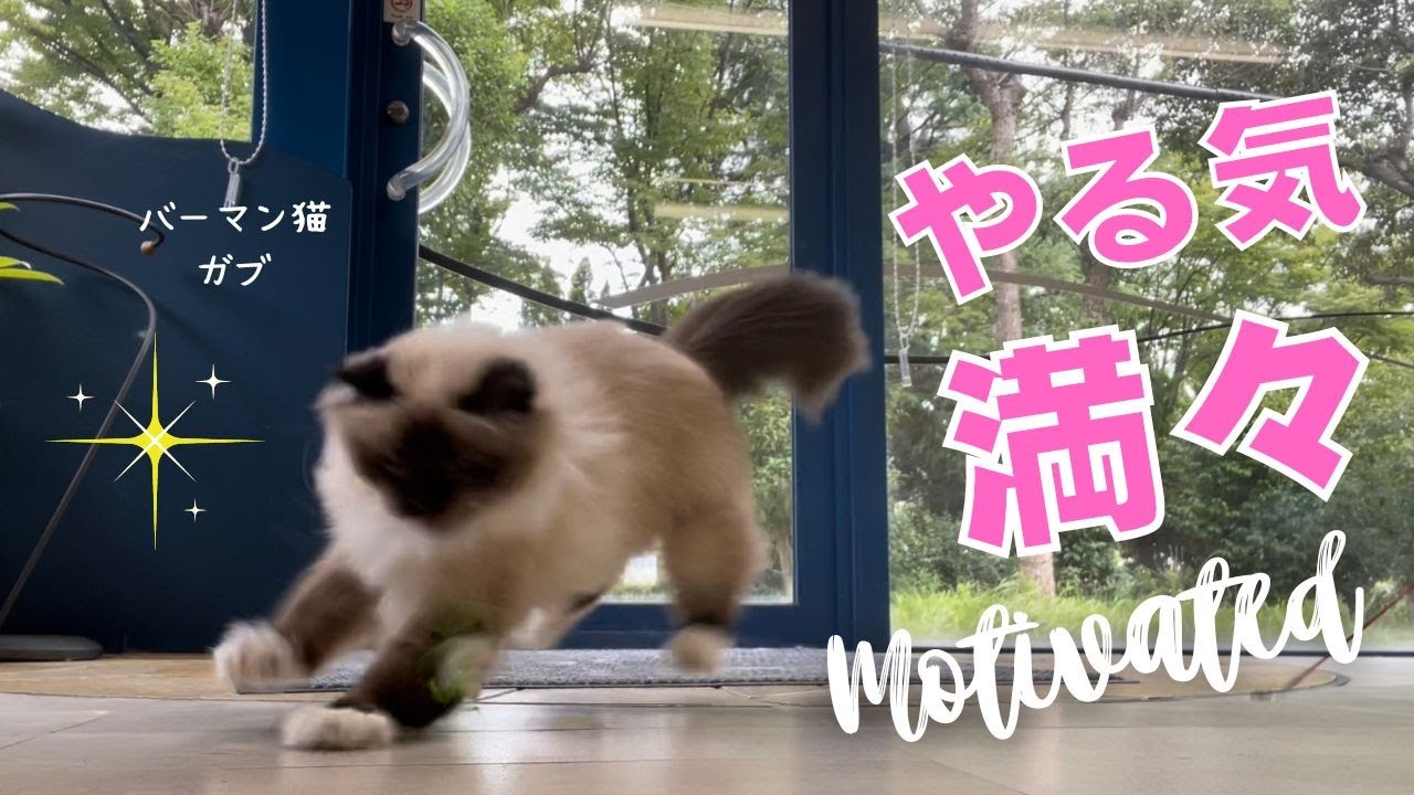バーマン猫たちとカサカサで遊ぼう【やる気満々】Motivated（バーマン猫）Birman/Cat